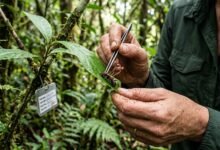 Investigadores descubrieron en México seis hongos zombis capaces de alterar el comportamiento de hormigas y aprovechar sus cuerpos para reproducirse.