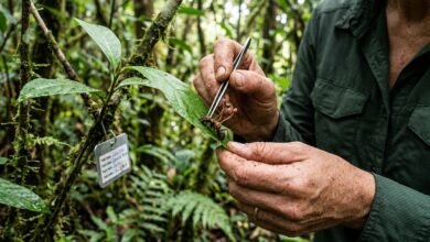 Investigadores descubrieron en México seis hongos zombis capaces de alterar el comportamiento de hormigas y aprovechar sus cuerpos para reproducirse.