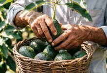 Mientras continúe la suspensión de importación de aguacate de Michoacán, las exportaciones permanecerán detenidas