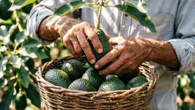 Mientras continúe la suspensión de importación de aguacate de Michoacán, las exportaciones permanecerán detenidas